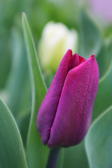 Purple tulip flower in the garden