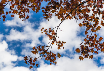 Looking up at Crimson King Maple leaves and sky cloud background