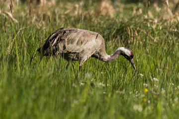 Kranich (Grus grus) steht auf einer Wiese im Naturschutzgebiet Tegeler Fließ in Berlin 