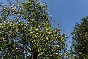 Fototapeta premium Printemps et érable en fleurs