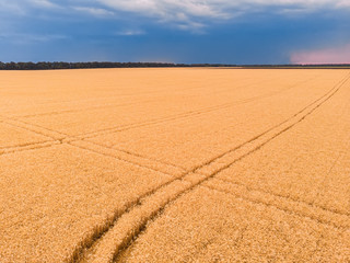 Aerial view of the wheat fields. Wheat fields from a height.