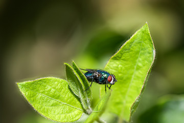 Close up of greenbottle fly on a leaf