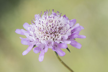 Scabiosa atropurpurea Pincushion Flower plant with beautiful purple and white flowers with purple stamens on delicate green background