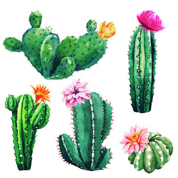 Watercolor set of cactus plants and succulents