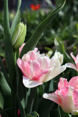 Pink terry tulip flower in the garden