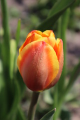 Flower of an orange tulip in the garden.