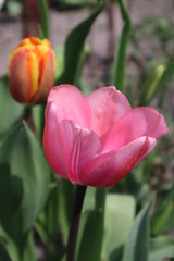 Naklejka premium Pink tulip flower in the garden. 