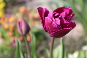 Purple terry tulip in the garden