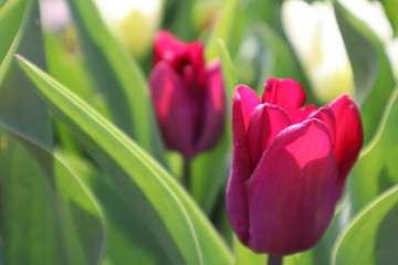 Purple tulip flower in the garden