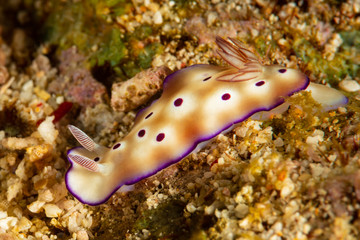 sea slug nudibranch goniobranchus kuniei chromodoris