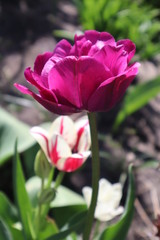 Purple terry tulip in the garden