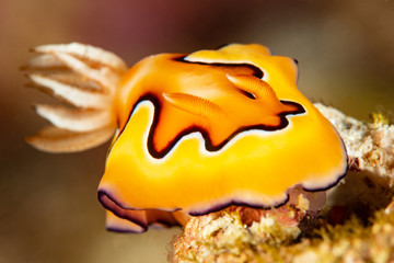sea slug nudibranch co's chromodoris