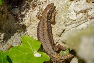 Cute lizard taking sun on rock stone isolated
