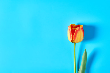Beautiful tulip on blue background. Concept of celebrating valentine's, mother day or easter
