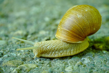 Big snail in shell crawling on road, summer day in garden.Rain snail closeup on asphalt footpath in spring park.