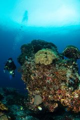 Fototapeta na wymiar woman diver and coral reef