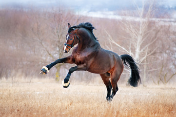 Beautiful brown horse racing galloping across the field on a background autumn forest. He is...