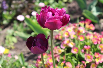 Purple terry tulip in the garden