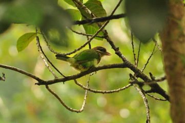 bird on a branch