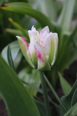 Buds of decorative tulips in the garden