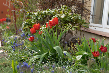 Tulipany w ogródku © Darek P.