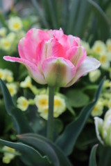 Pink terry tulip flower in the garden