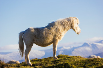 Obraz na płótnie Canvas View of a Welsh Mountain Pony on the dunes of Newborough National Nature Reserve with the Snowdonia Mountain Range behind, Isle of Anglesey, North Wales