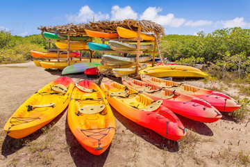 Group of kayaks parked in mangrove forest