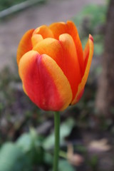 Flower of an orange tulip in the garden.