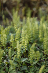 green plants of unusual shape close-up microcosm .