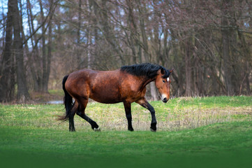 Fototapeta premium Bay mare trotting galloping on the green field on the background of the spring forest. Horse at liberty
