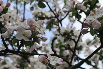 Apple tree flowers. Blooming apple orchard in spring.
