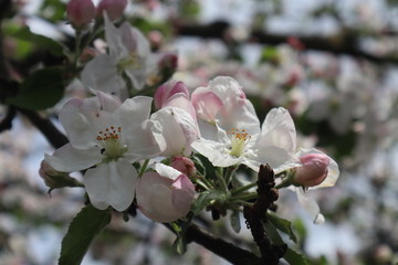 Fototapeta na wymiar Apple tree flowers. Blooming apple orchard in spring. 