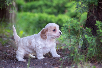 Small cute Little White Dog
