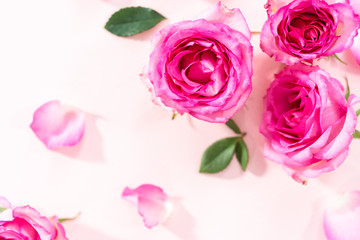Pink roses