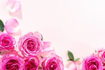 Pink roses