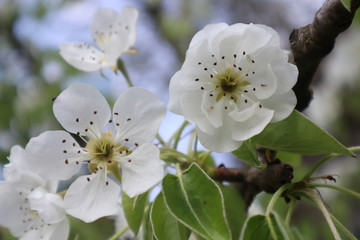 Pear tree flowers in the garden. Blooming spring garden.