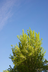Trees in a park