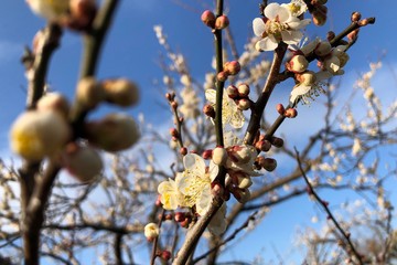 茨城県水戸市 偕楽園の梅の花