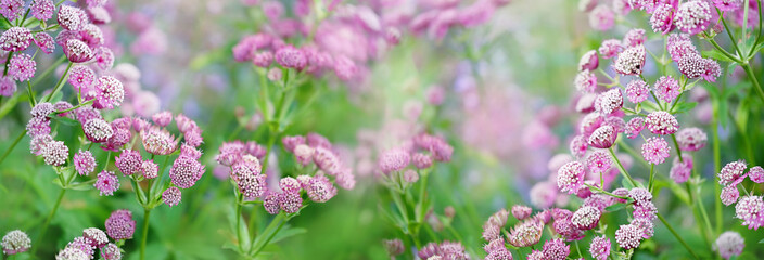 pink wild summer flowers, blossom nature background. flowering garden. spring or summer season
