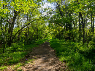 秋ヶ瀬の雑木林