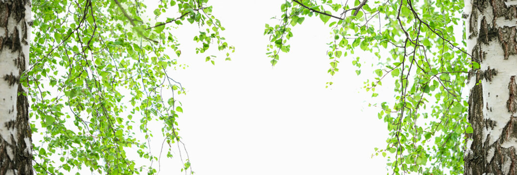 young green birch branches, nature background. spring or summer season. copy space.