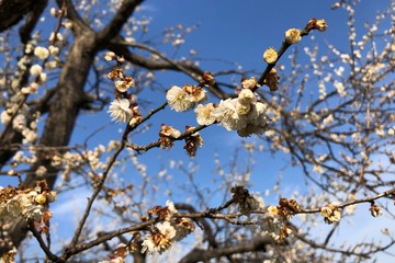 茨城県水戸市 偕楽園の梅の花