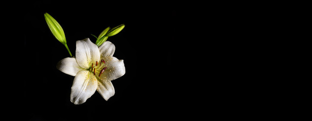 Fototapeta na wymiar Wet white lily flower isolated on black with dew drops - narrow banner with copy space