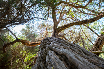 Knobby tree trunk closeup with canopy in the background - beautiful nature