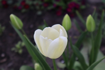 White tulip flowers in the garden