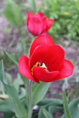 Fototapeta premium Red tulip flowers in the garden 