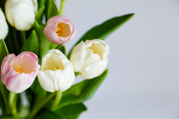 Fresh bouquet of pink and white tulips close-up. Isolated on a gray background with a copy of the...