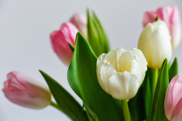 Fresh bouquet of pink and white tulips close-up. Isolated on a gray background with a copy of the space
