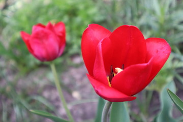 Red tulip flowers in the garden
